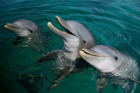 Teluk Kiluan